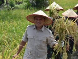 Wagub Aceh Hadiri Panen Padi di Aceh Tamiang, Pupuk P2000 Z Percepat Masa Panen