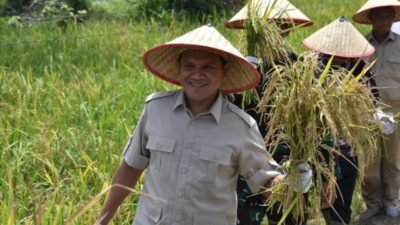 Wagub Aceh Hadiri Panen Padi di Aceh Tamiang, Pupuk P2000 Z Percepat Masa Panen