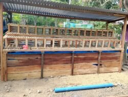 Lima Unit Kandang Ayam Petelur dan Kolam Lele TMMD ke-129 Rampung 100 Persen, Siap Dukung Kemandirian Pangan Warga